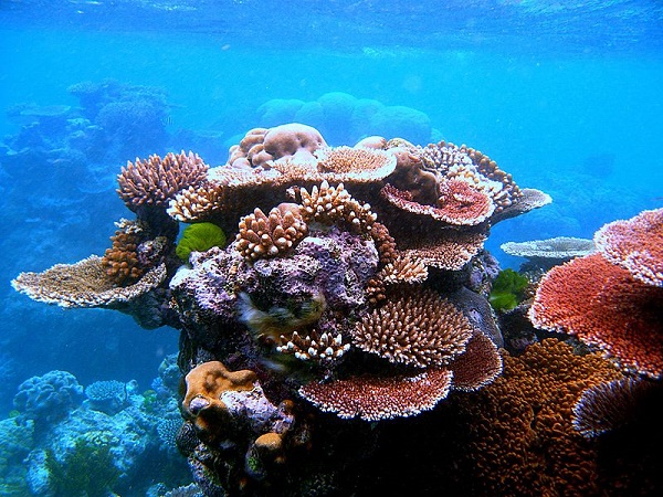 coral reef damage