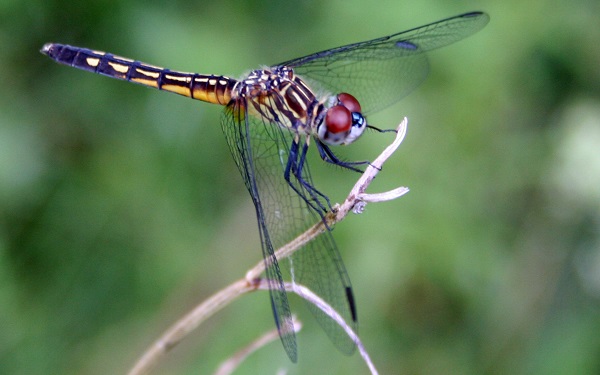 Female dragonfly