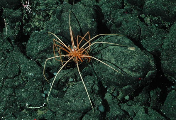 Sea spider lying on the bottom of the ocean