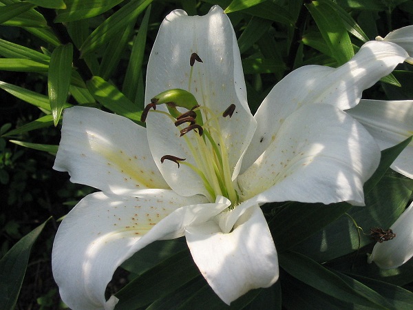 White lily in shadow