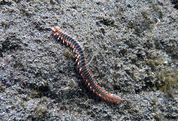 Sea worm crawling on a sea cliff