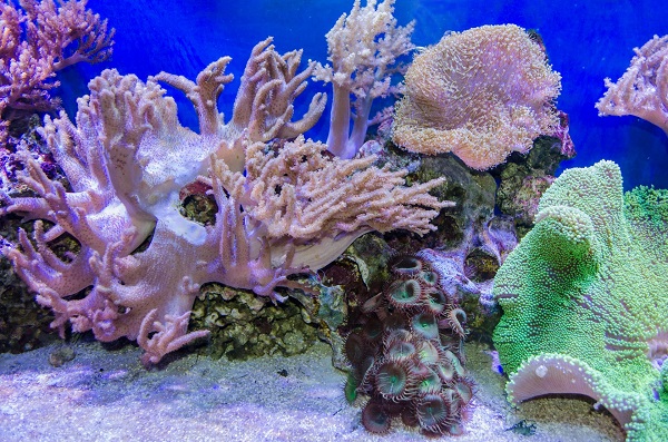 Closeup of coral reef