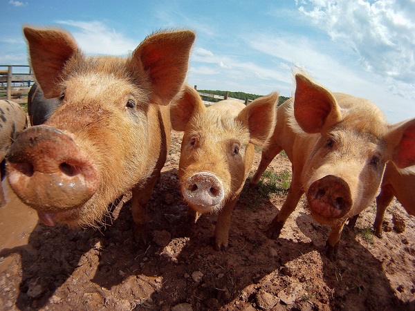 Three farm pigs looking at the camera