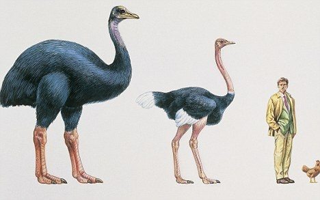 Elephant bird and ostrich