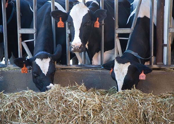 Cows at a dairy farm