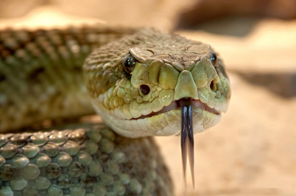 Rattlesnake hissing